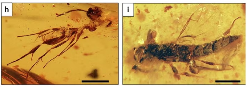 Cientistas encontram âmbar de 112 milhões de anos cheio de insetos ancestrais