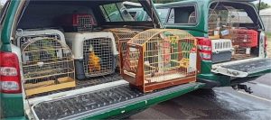 Professor universitário do Araguaia é autuado por fraudar sistema do Ibama